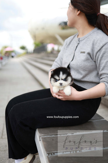 Capri - Pomsky F.