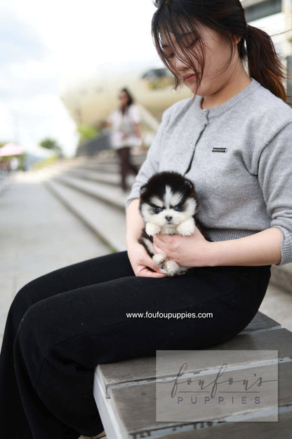 Capri - Pomsky F.