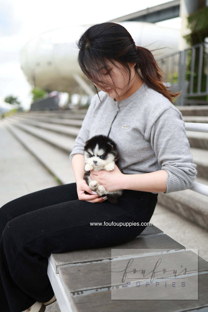 Capri - Pomsky F.
