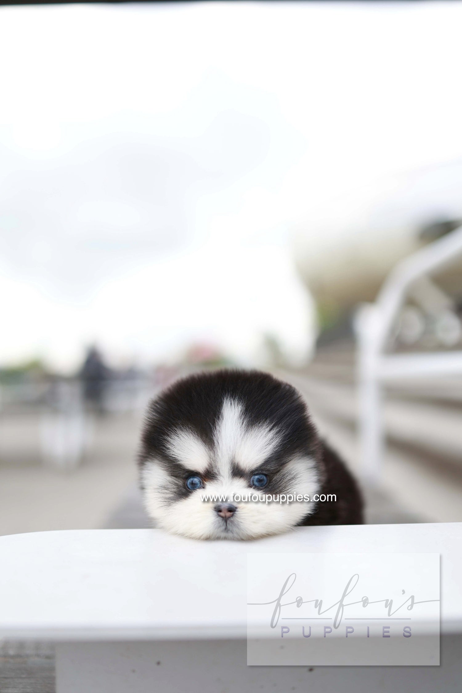 Capri - Pomsky F.