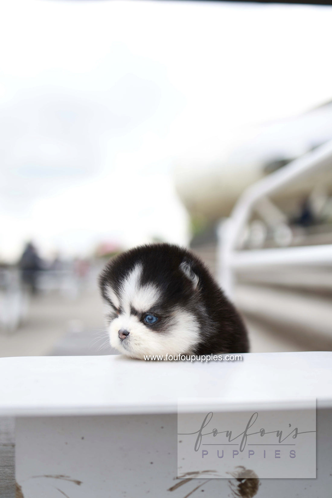 Capri - Pomsky F.