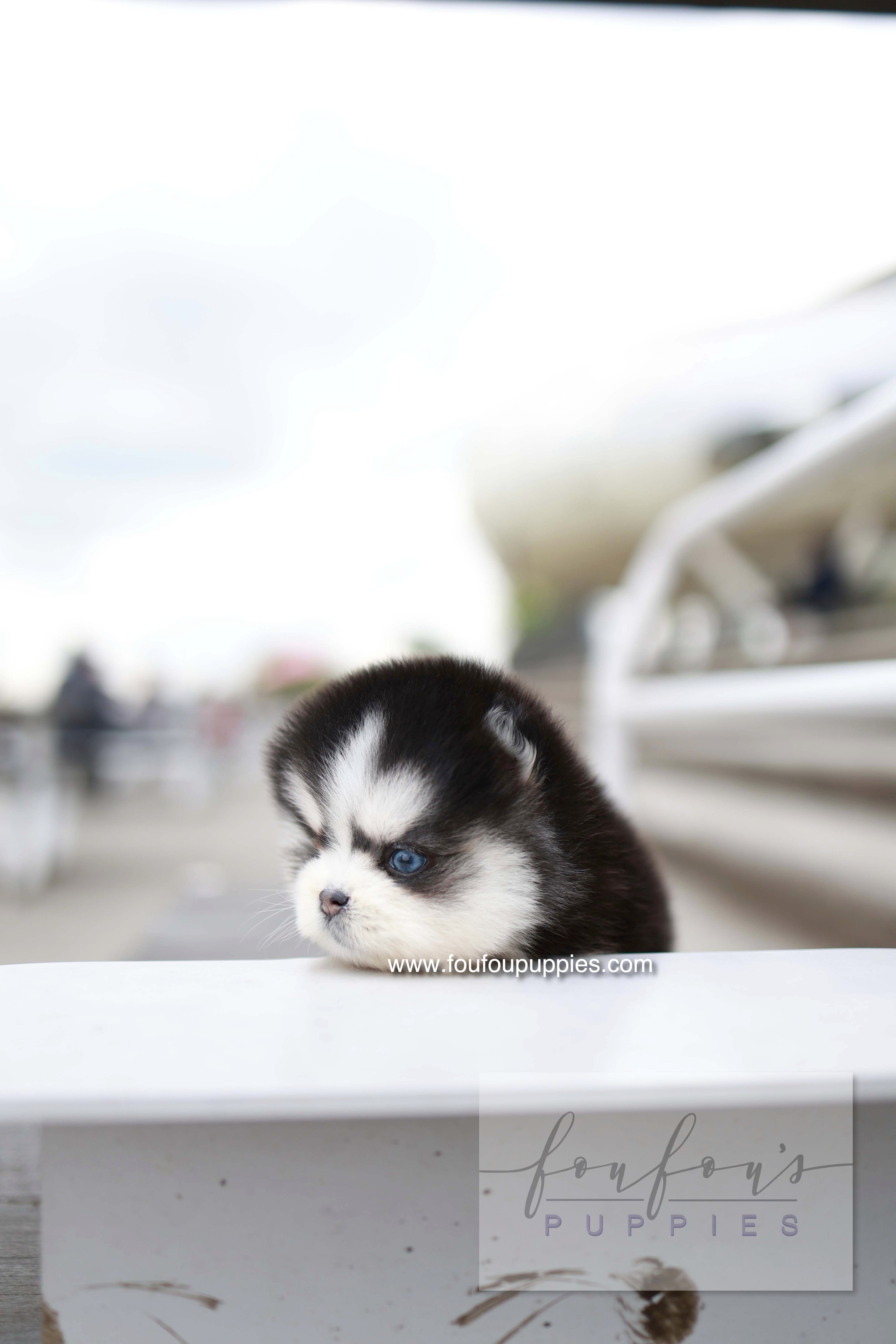 Capri - Pomsky F.