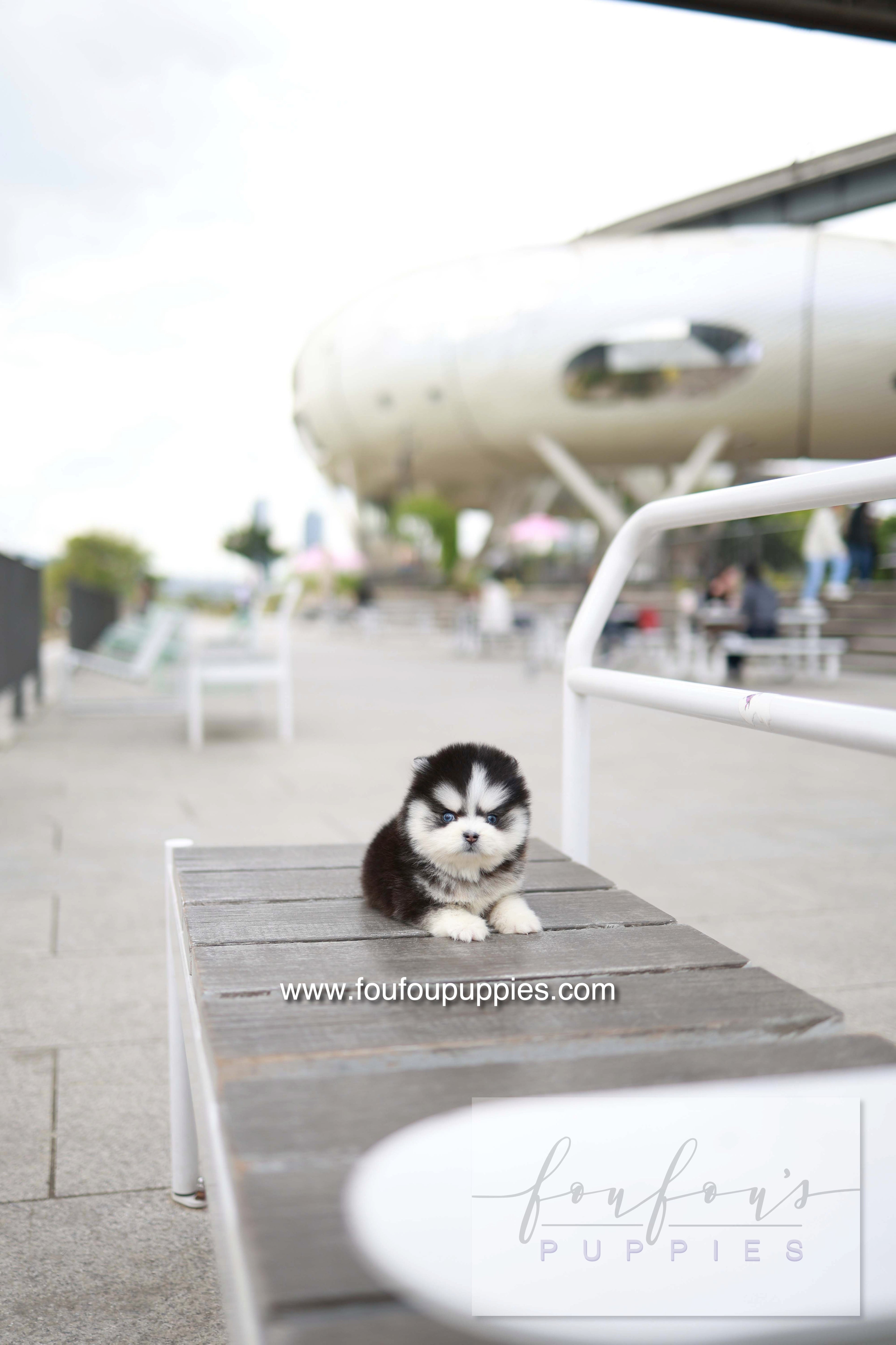 Capri - Pomsky F.