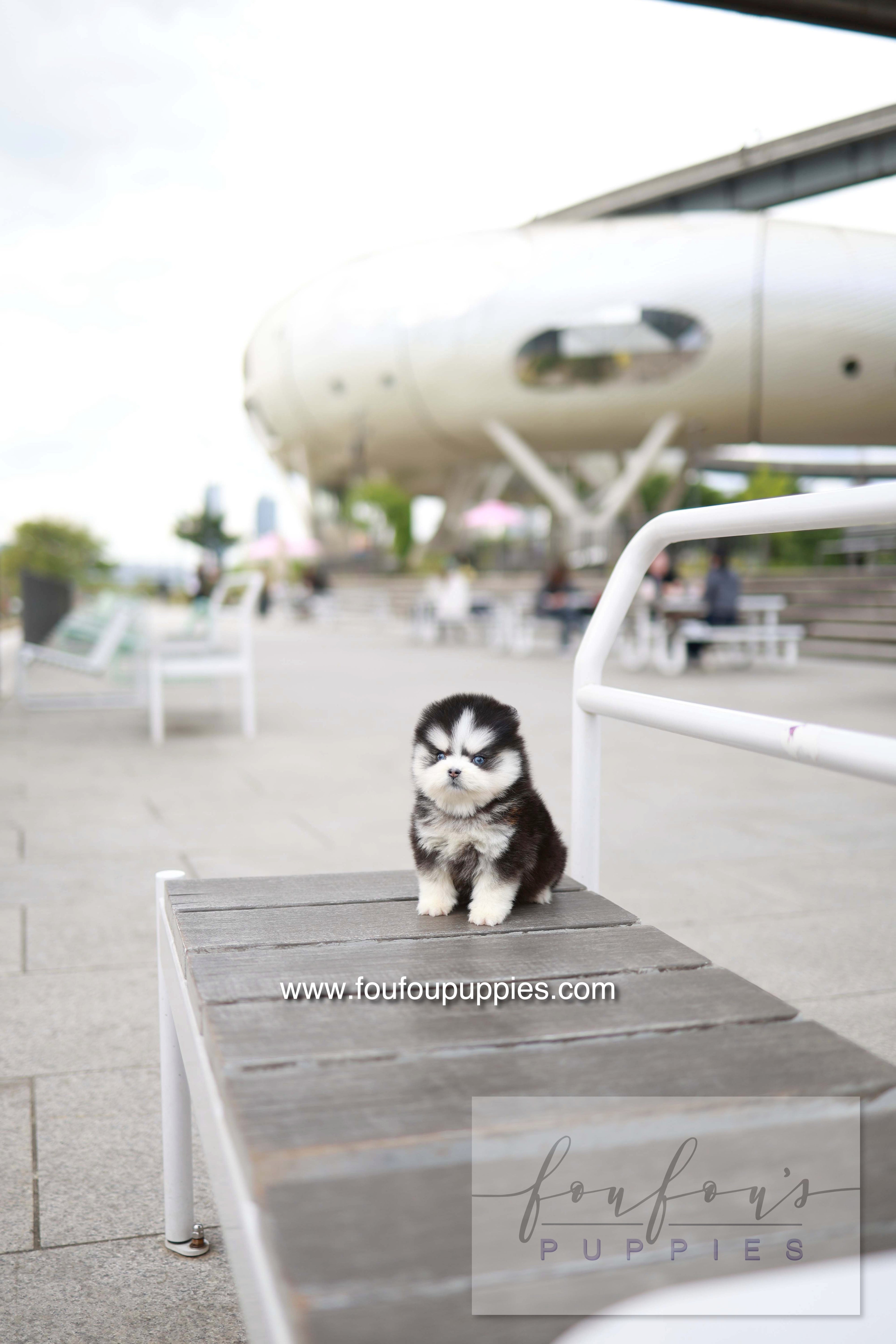 Capri - Pomsky F.