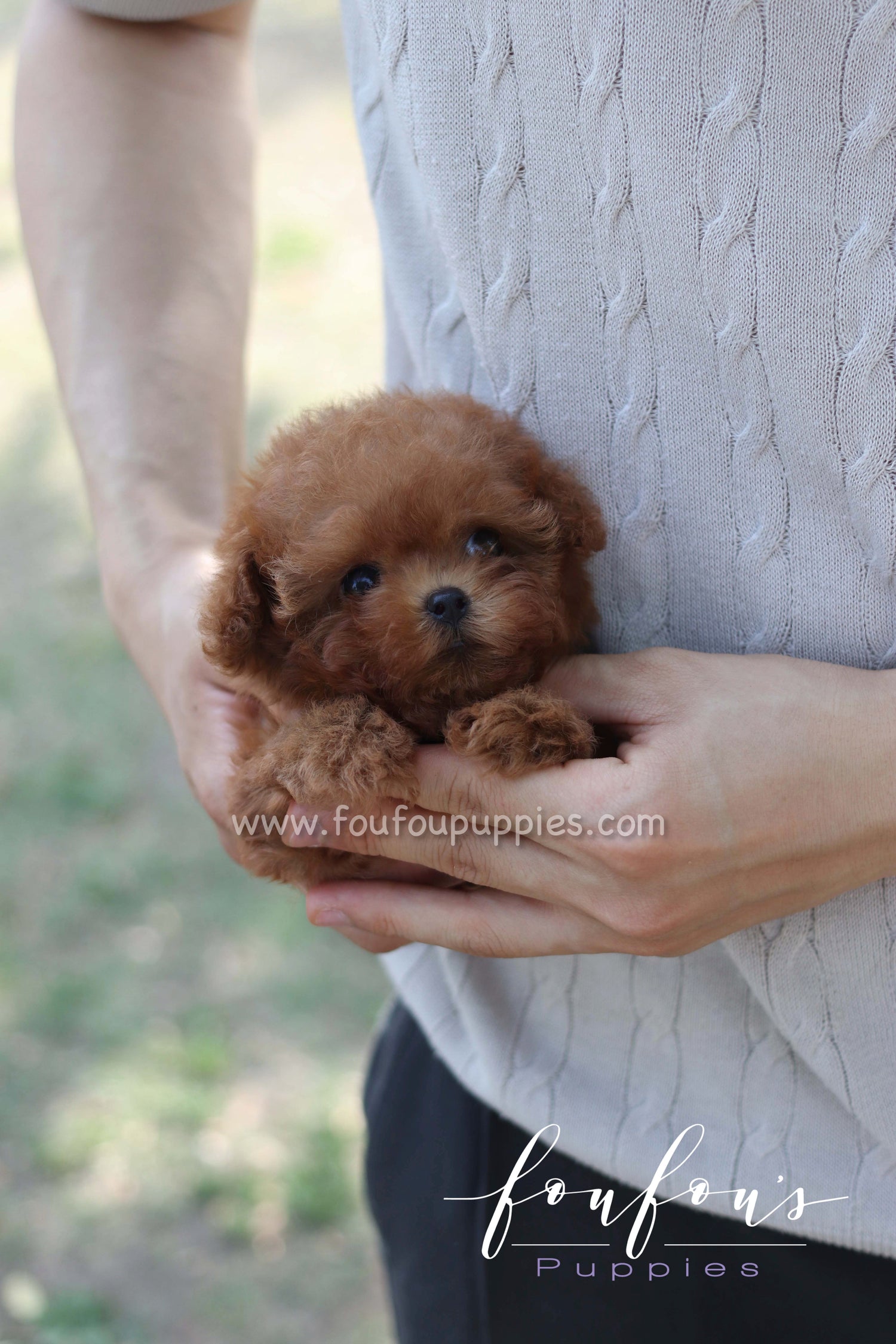 Rosie - Poodle F.