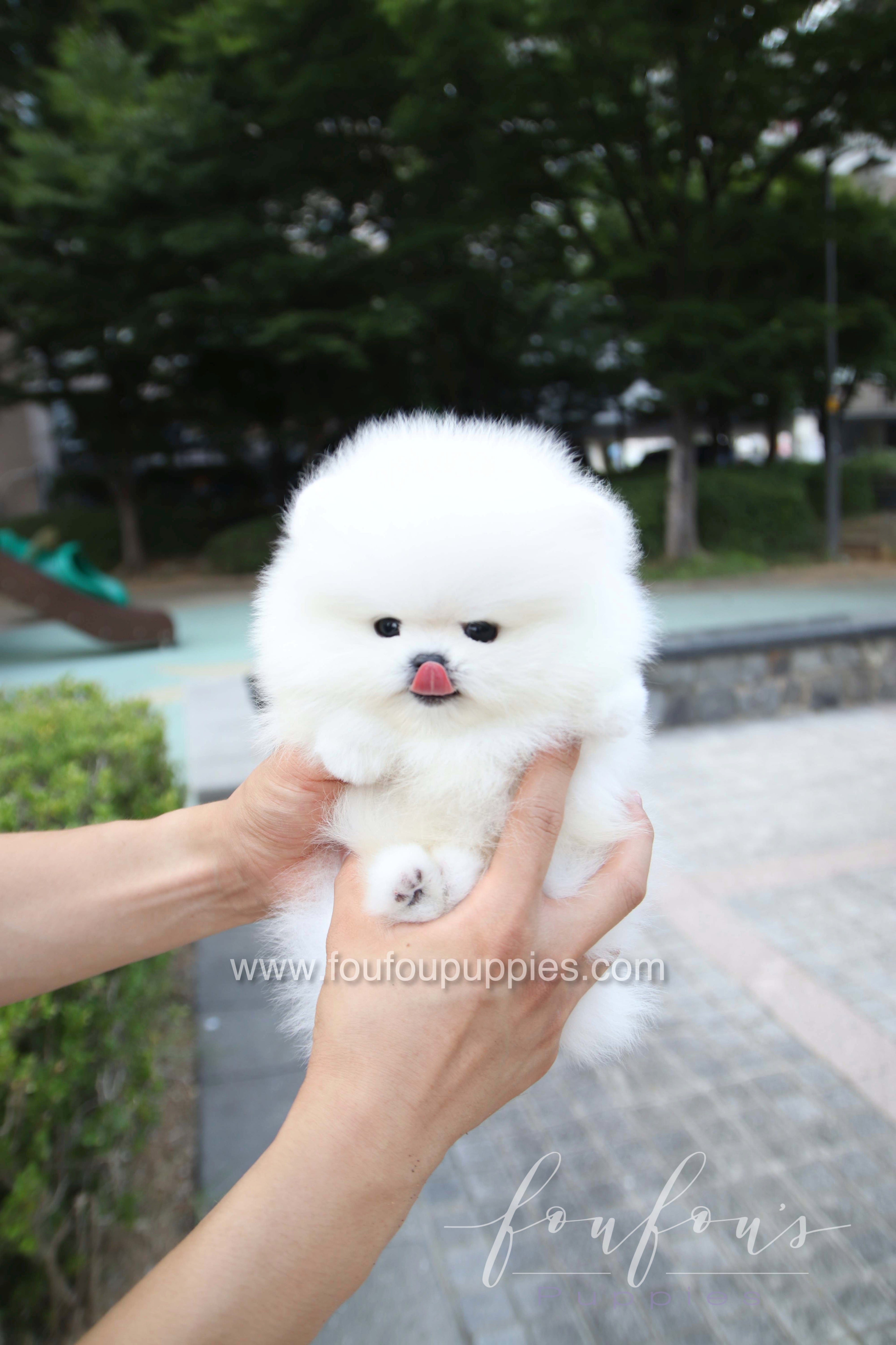 Marshmallow - Pomeranian M.