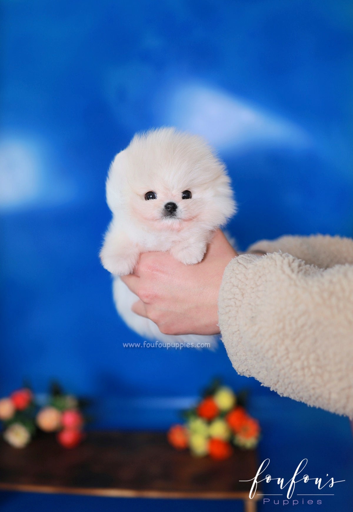 Cotton - Pomeranian F.