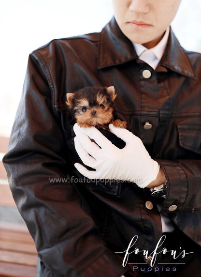 Muffin - Yorkshire Terrier M.