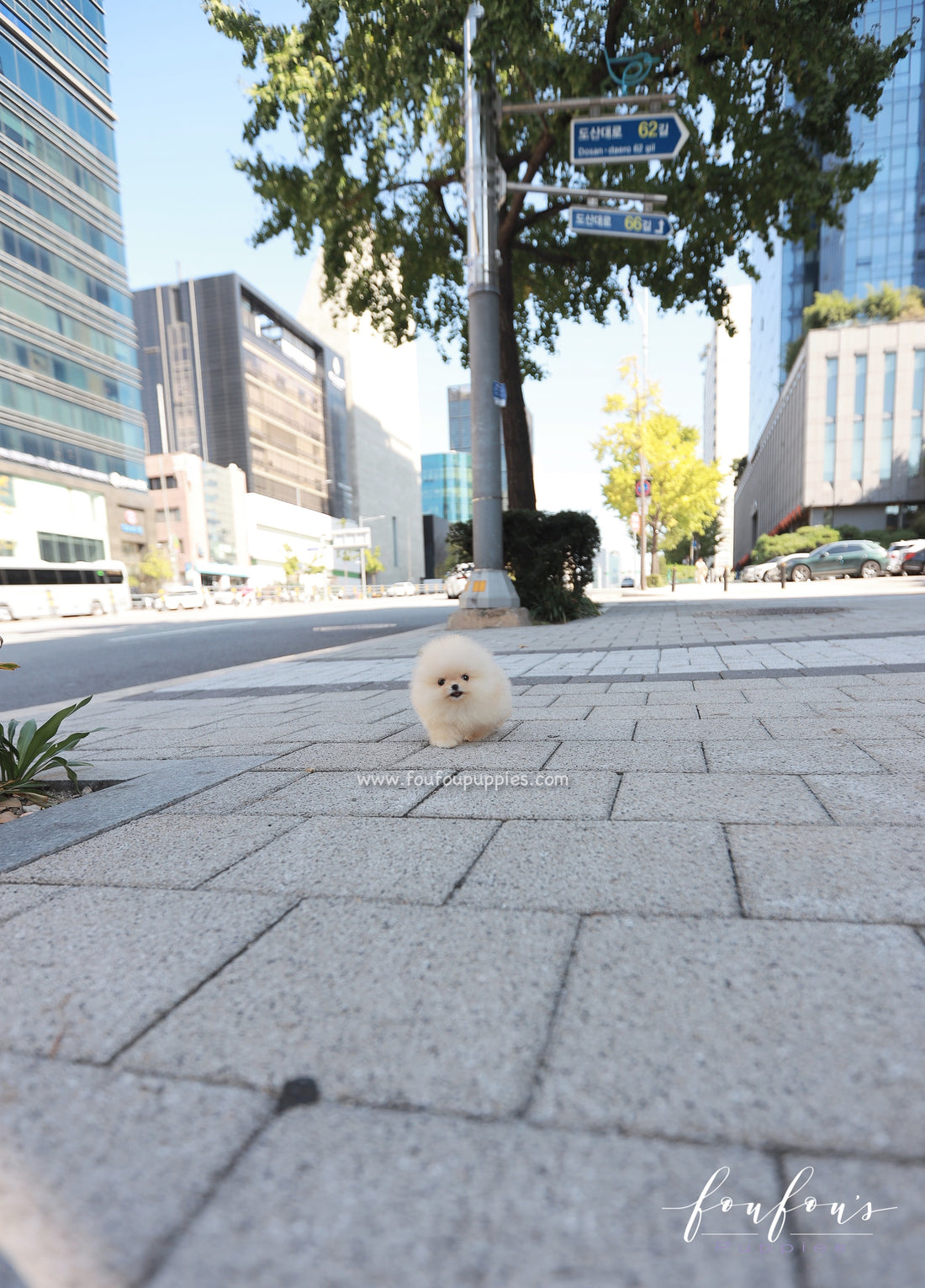 Duke - Pomeranian M.