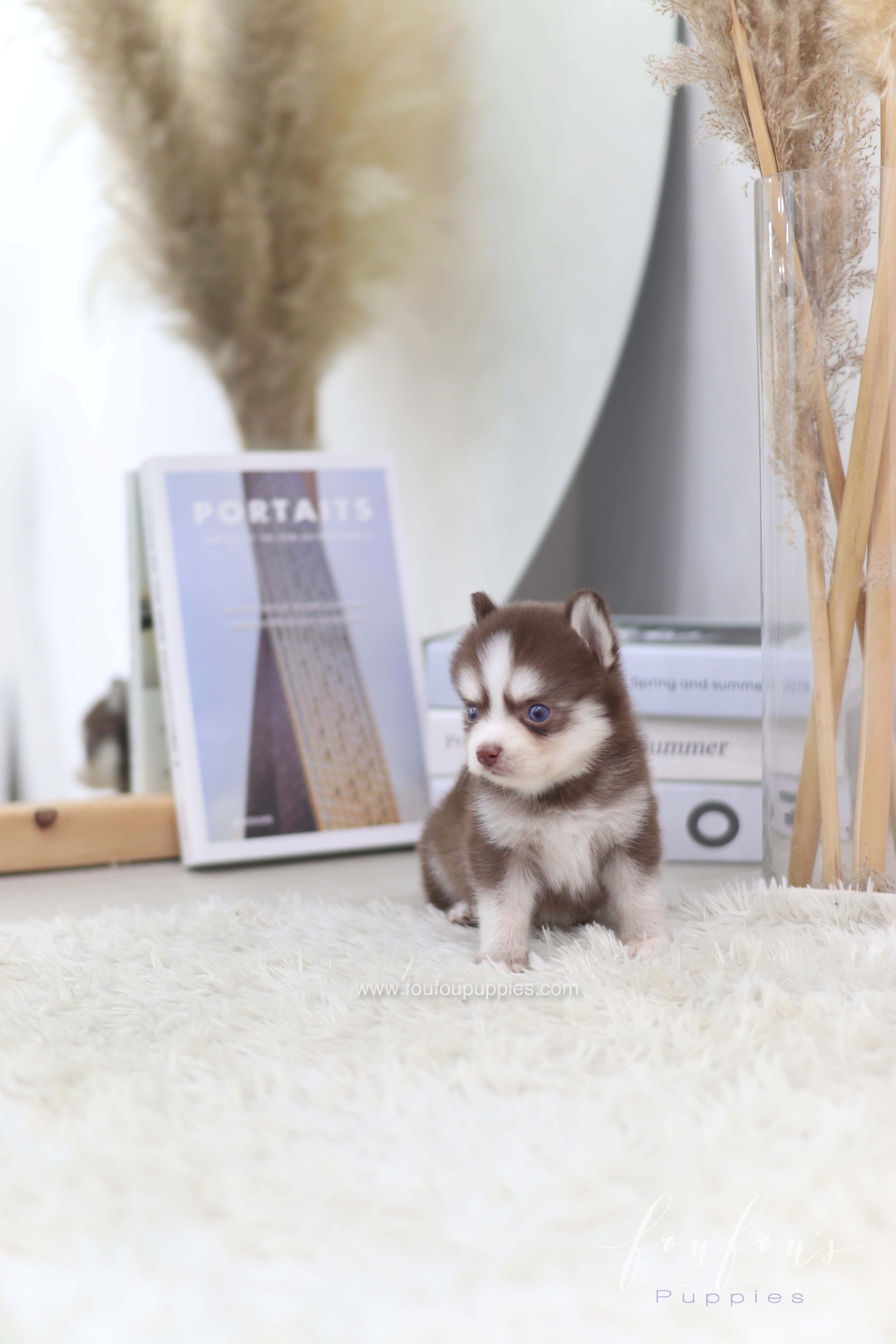 Kai- Pomsky M.