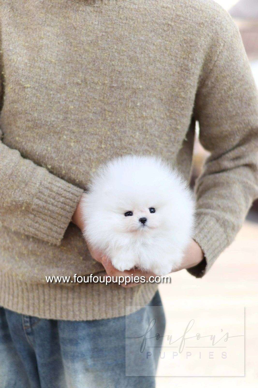 Ace - Pomeranian M.