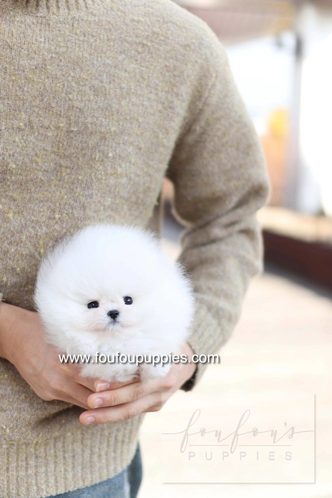 A fluffy white puppy with dark eyes and a black nose being held in the arms of a person wearing a beige knit sweater. The photo has a watermark for &
