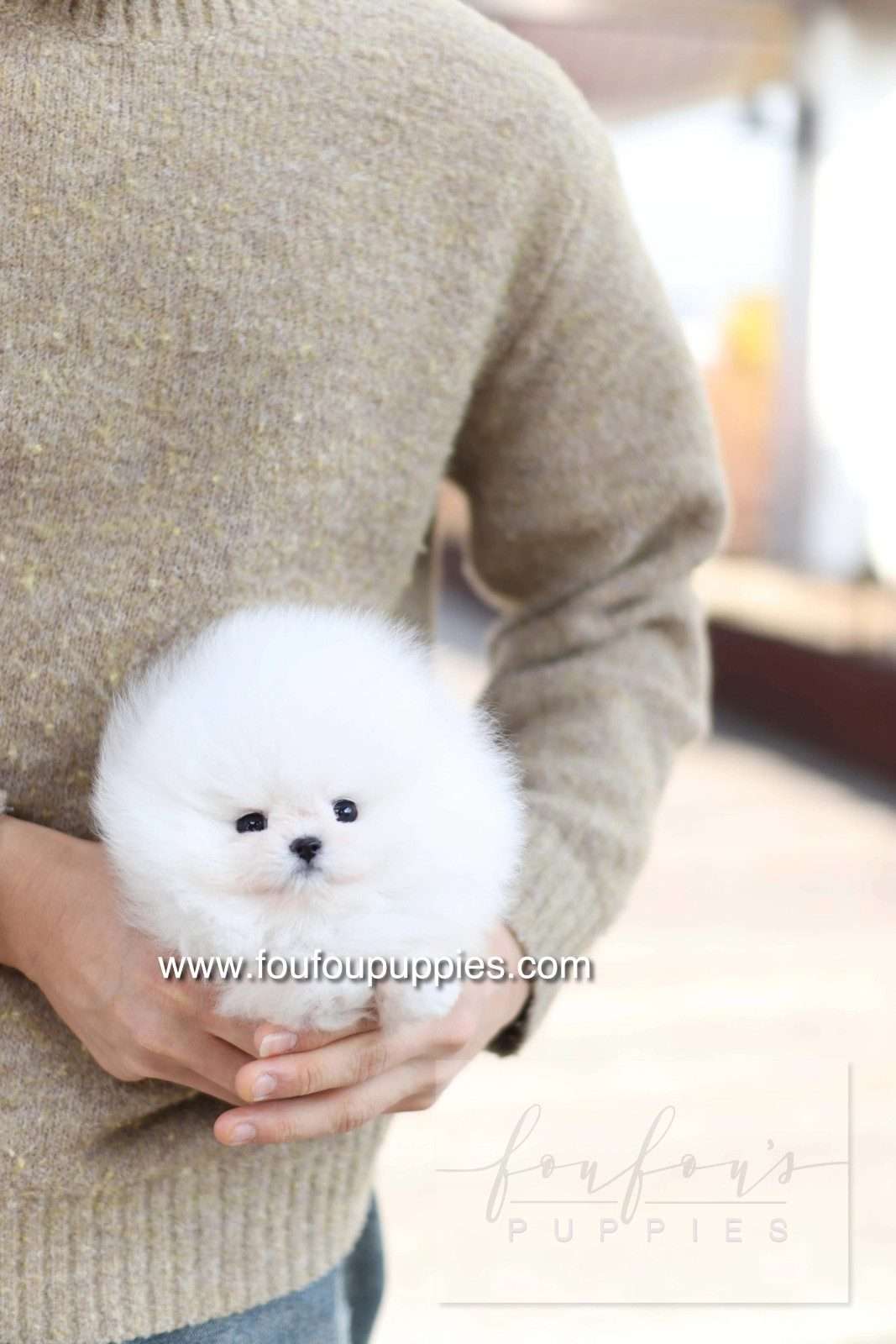 A fluffy white puppy with dark eyes and a black nose being held in the arms of a person wearing a beige knit sweater. The photo has a watermark for &