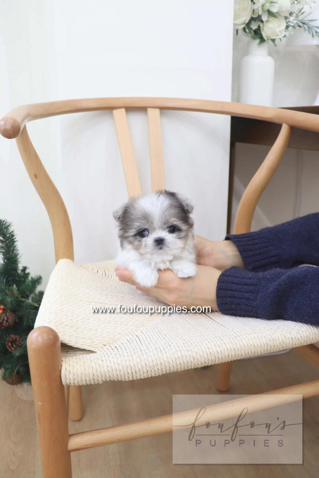 Akio - Maltipoo M.