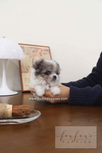 Akio - Maltipoo M.