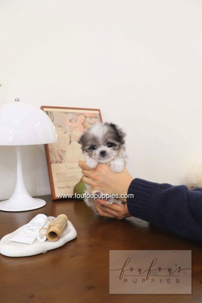 Akio - Maltipoo M.