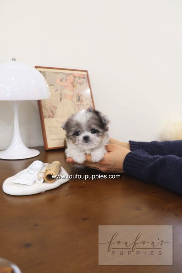 Akio - Maltipoo M.