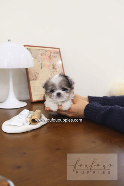 Akio - Maltipoo M.