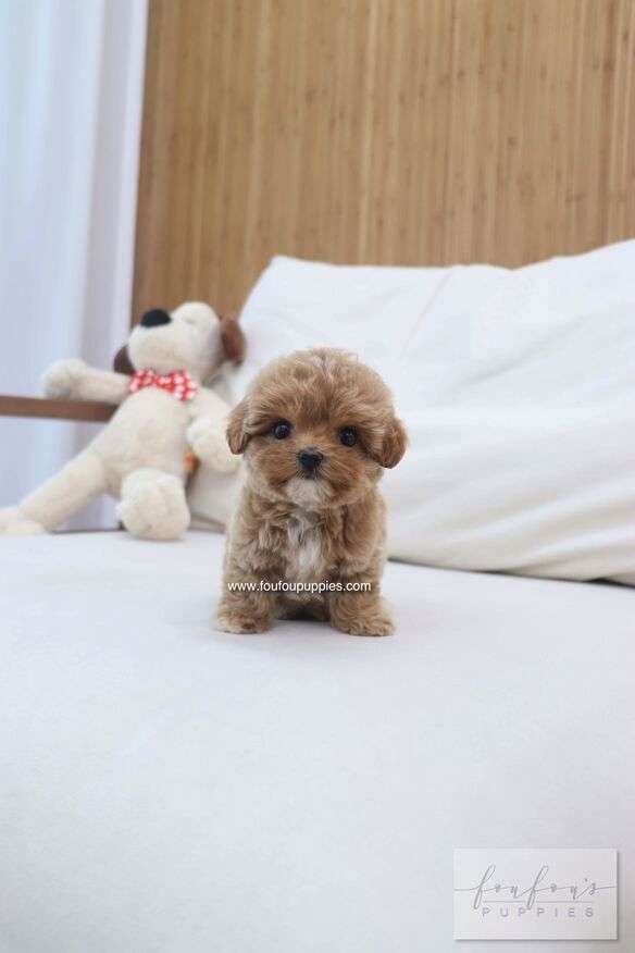 A small fluffy light brown puppy sits on a white bed in front of white pillows, with a stuffed teddy bear and a wooden headboard in the background.