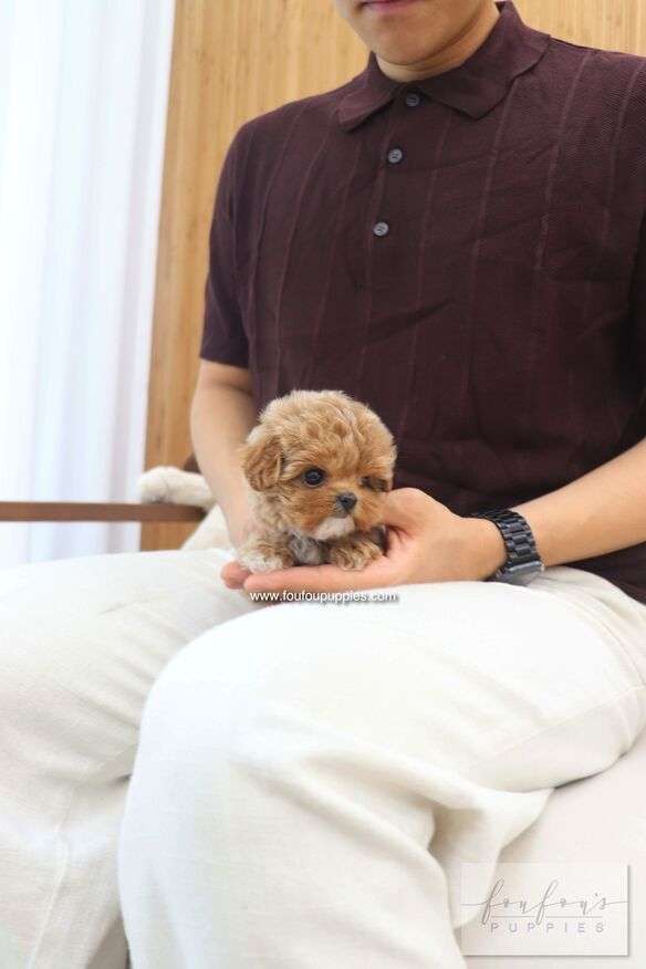 A small fluffy light brown puppy sits on a person&