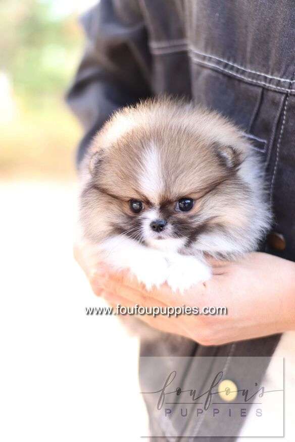 Aoli - Pomeranian F.