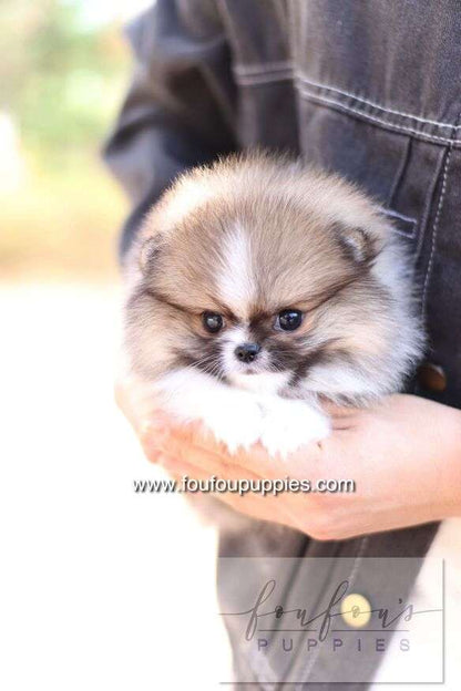 Aoli - Pomeranian F.