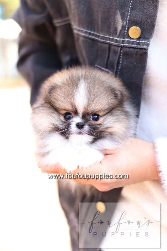 Aoli - Pomeranian F.