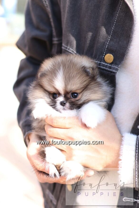 Aoli - Pomeranian F.