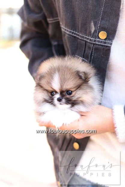 Aoli - Pomeranian F.