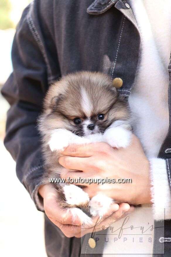 Aoli - Pomeranian F.
