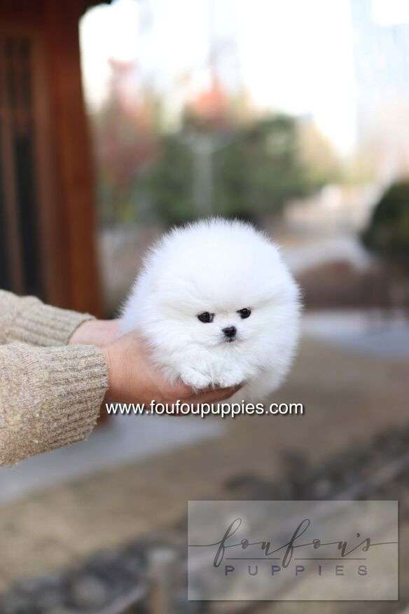 Ashta - Pomeranian F.-