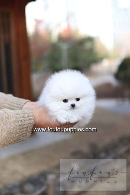 Ashta - Pomeranian F.-