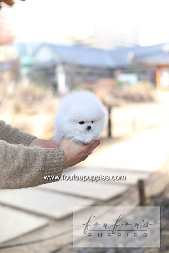 Ashta - Pomeranian F.-