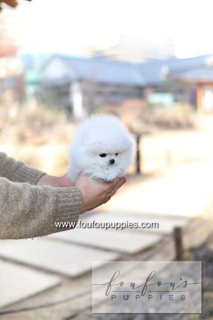 Ashta - Pomeranian F.-