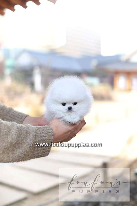 Ashta - Pomeranian F.-