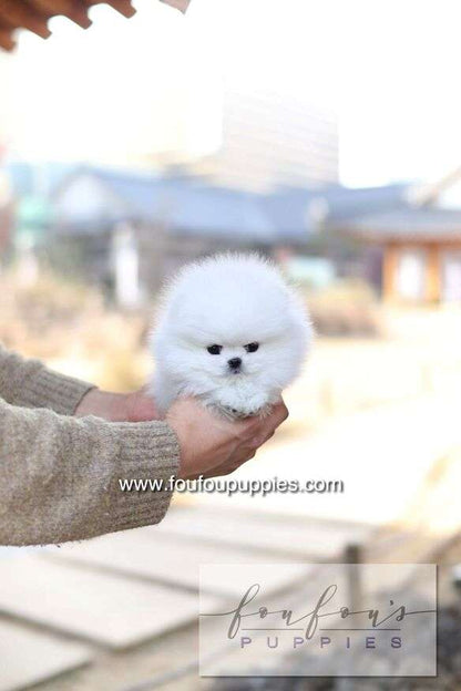 Ashta - Pomeranian F.-
