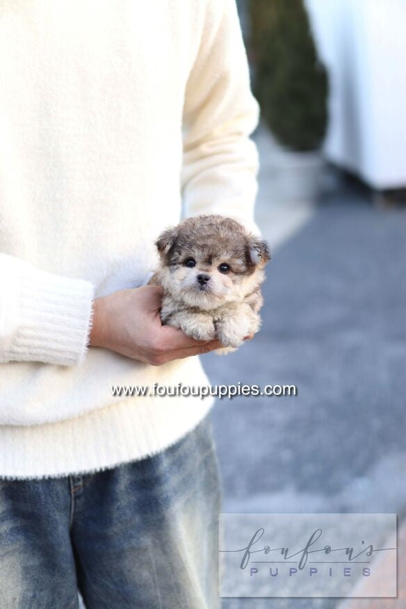 Atlas - Maltipoo M.