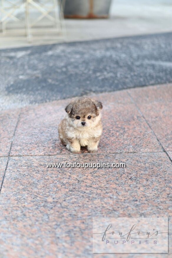 Atlas - Maltipoo M.