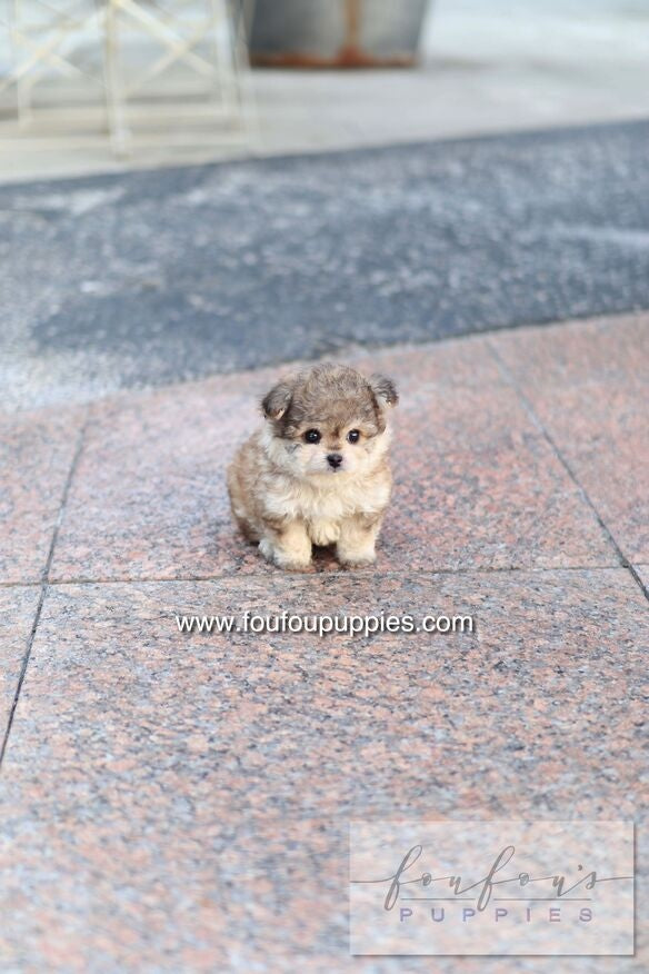 Atlas - Maltipoo M.