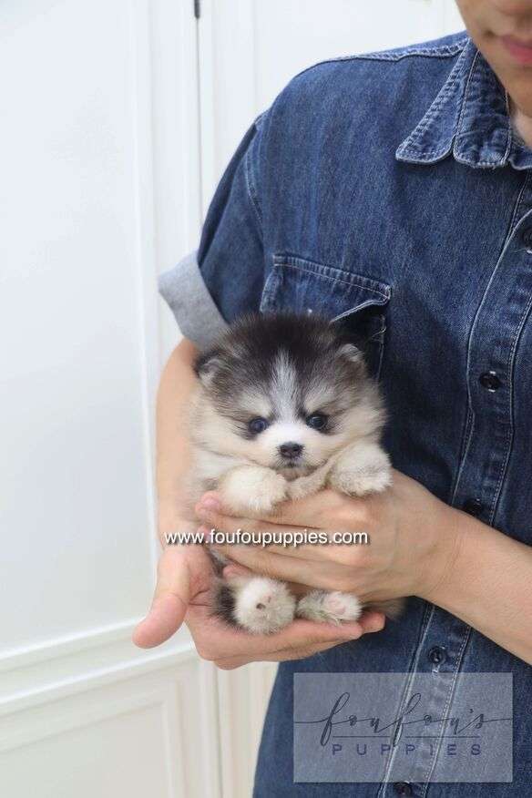 Auri - Pomsky