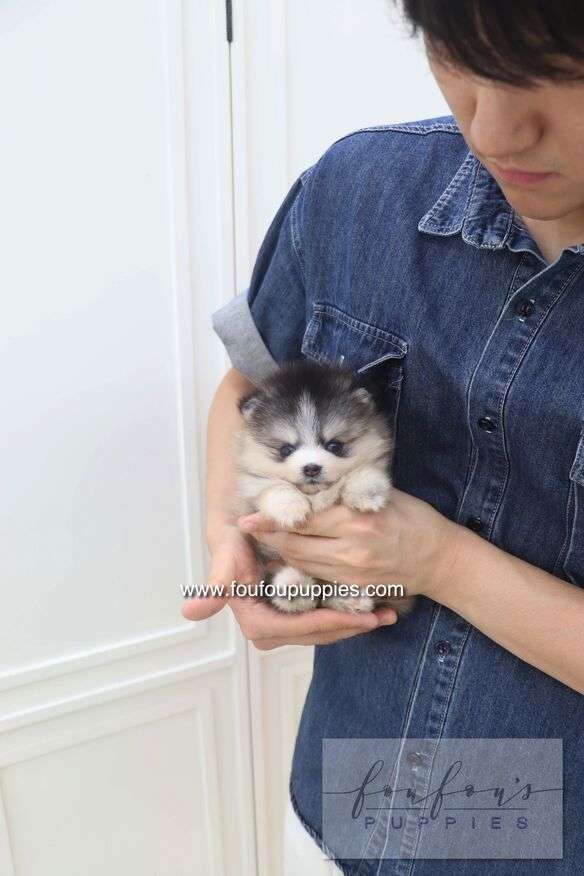 Auri - Pomsky F.