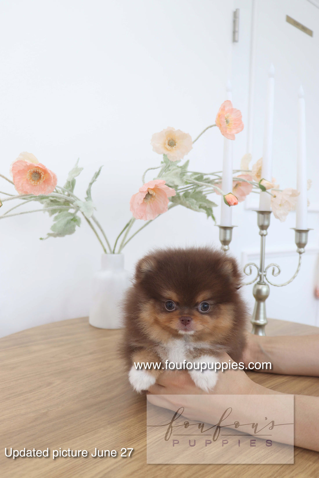 Aurore - Pomeranian F.
