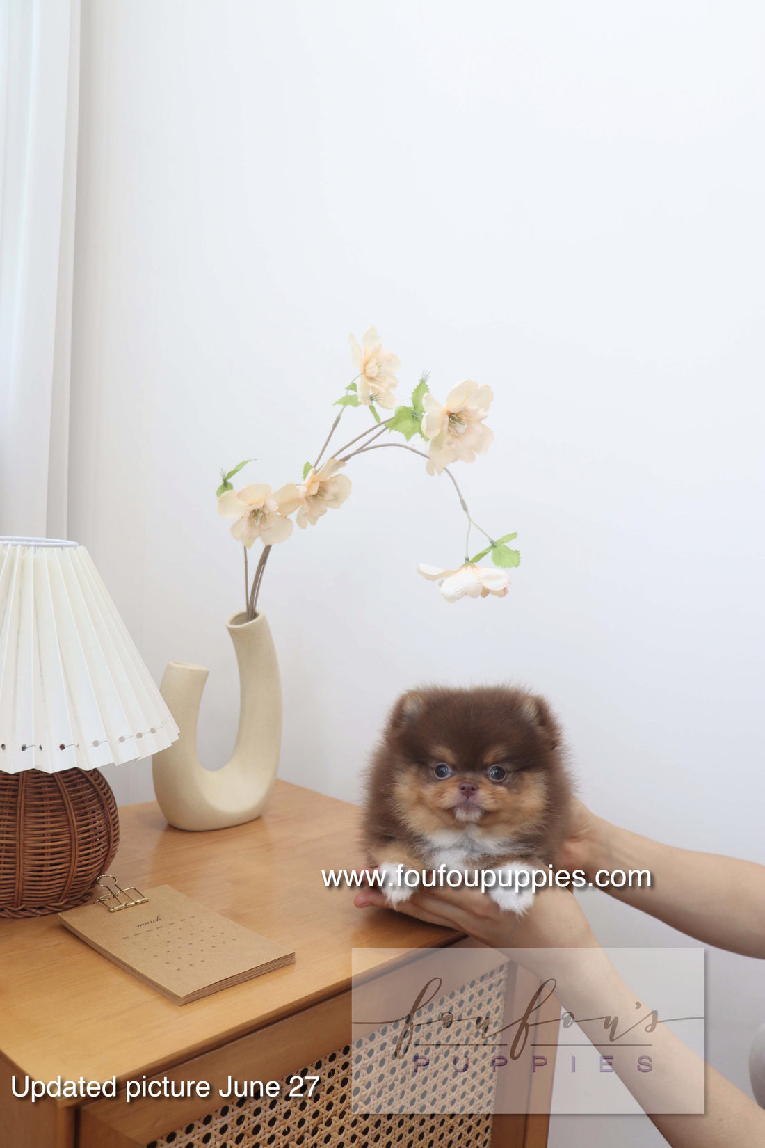 Aurore - Pomeranian F.