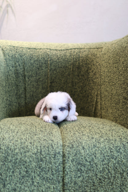 Ivy - Aussie Doodle F.