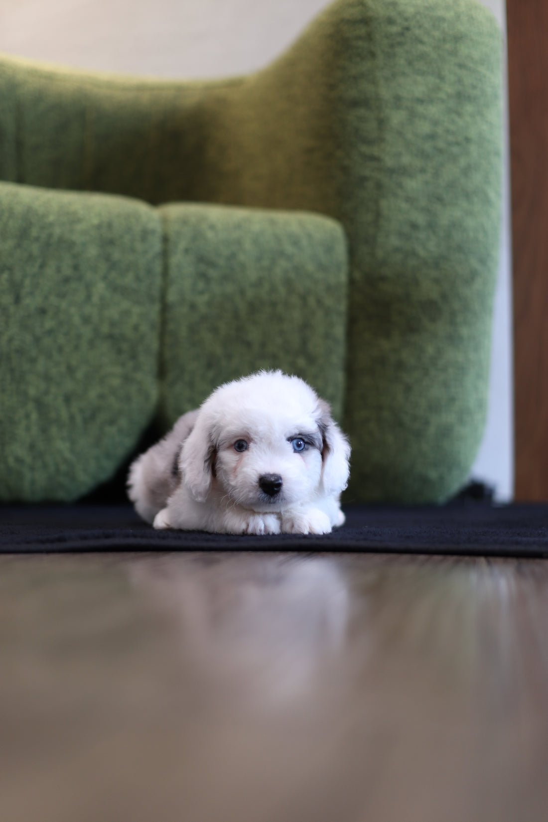 Ivy - Aussie Doodle F.