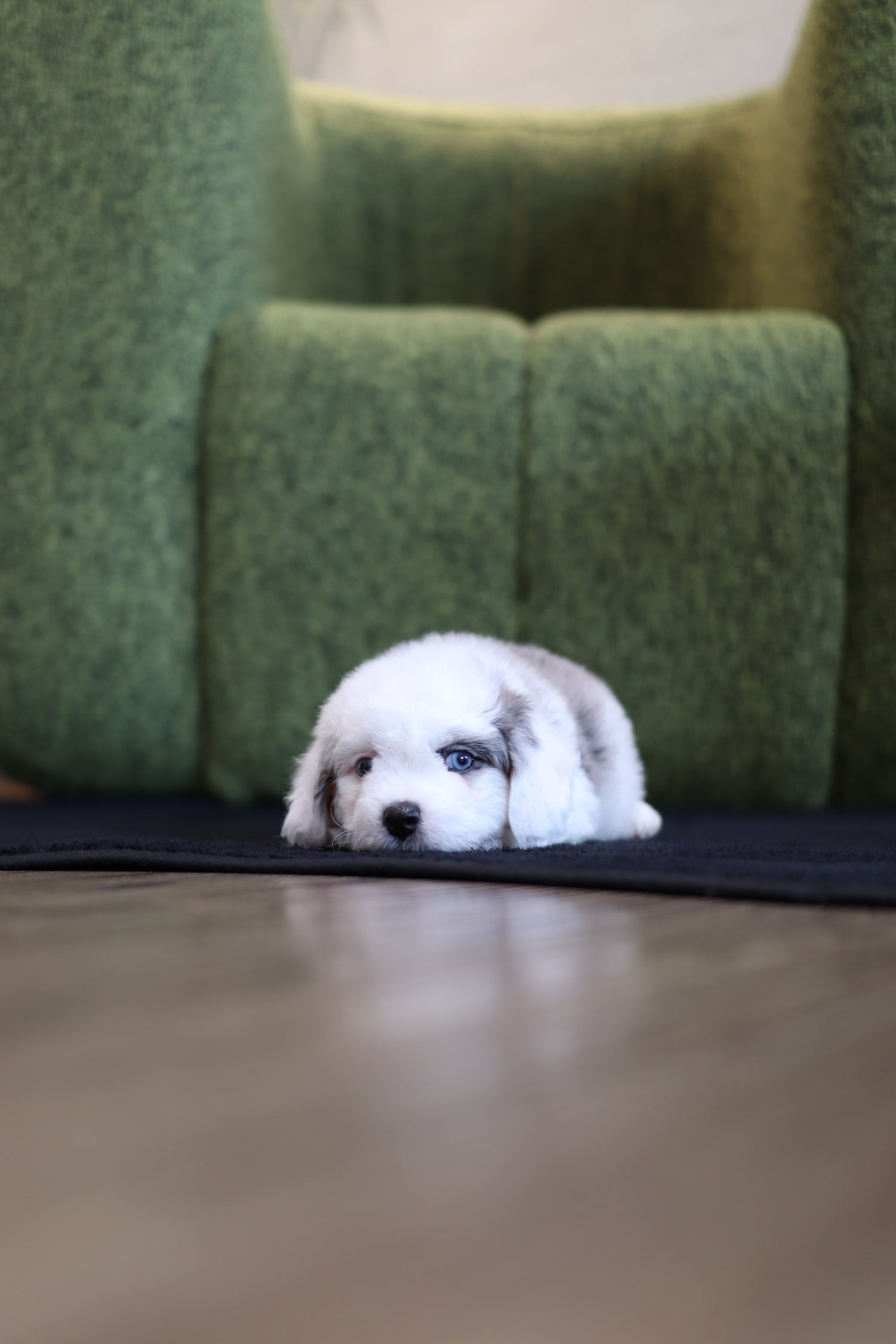 Ivy - Aussie Doodle F.