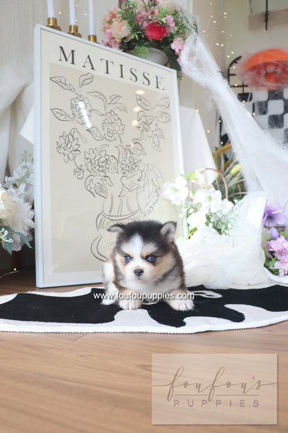 Chaï - Pomsky M.