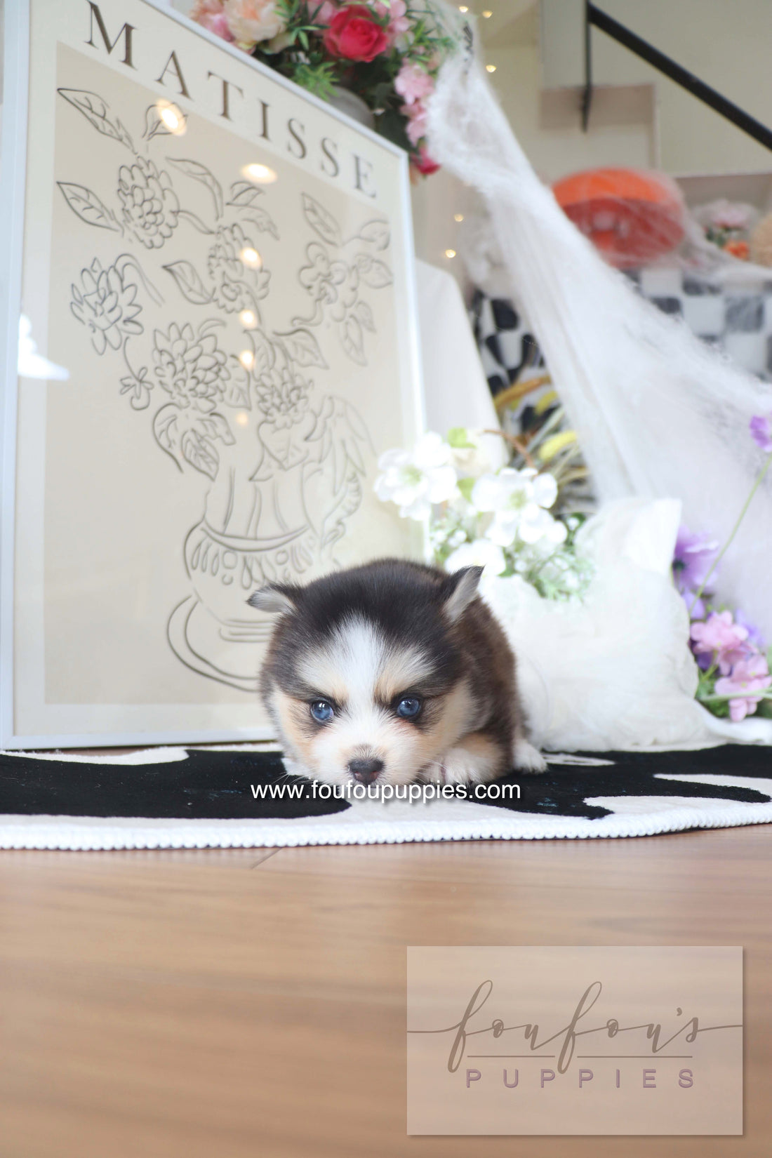 Chaï - Pomsky M.