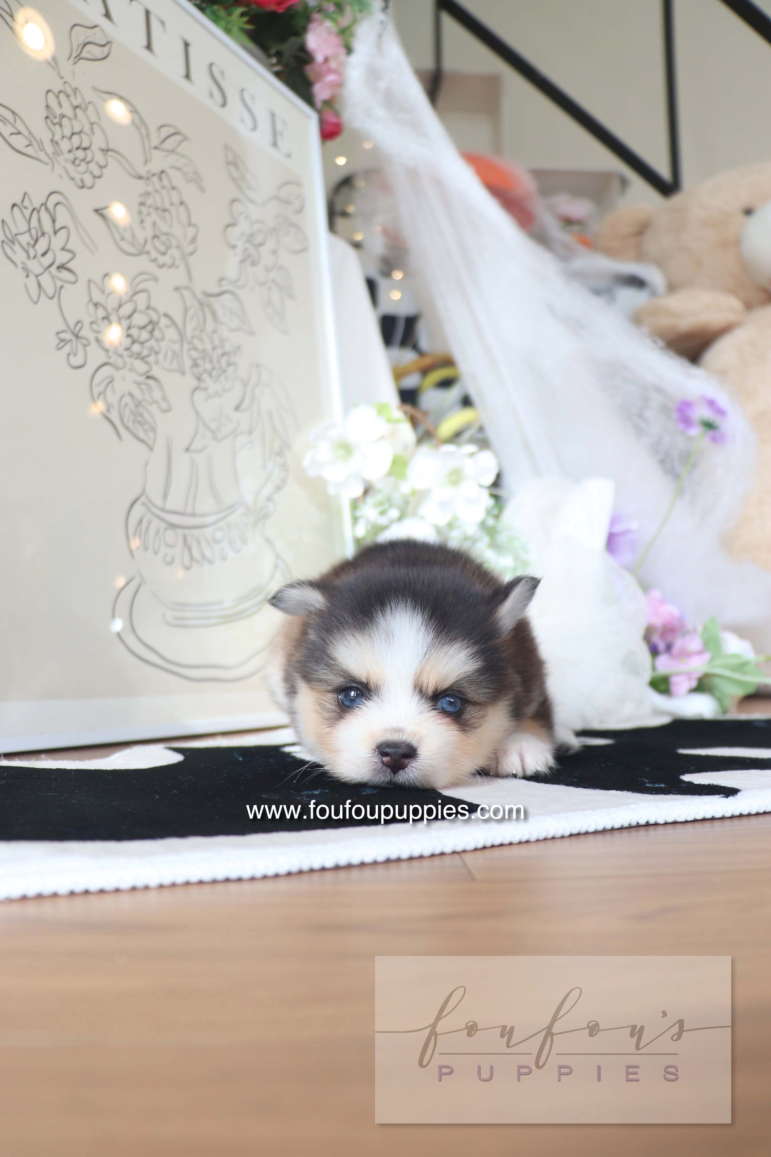 Chaï - Pomsky M.