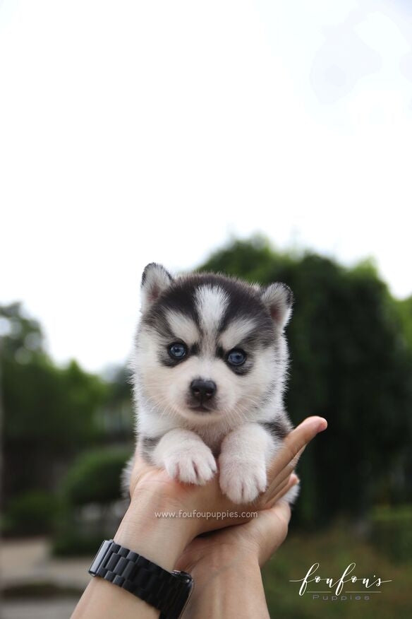 Bali - Pomsky F.
